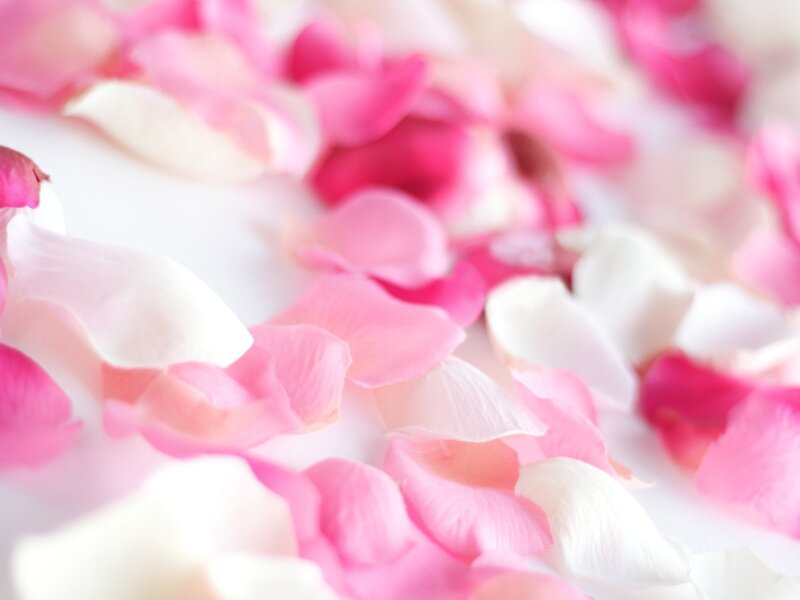scattered rose petals