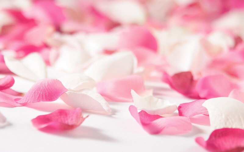 scattered rose petals