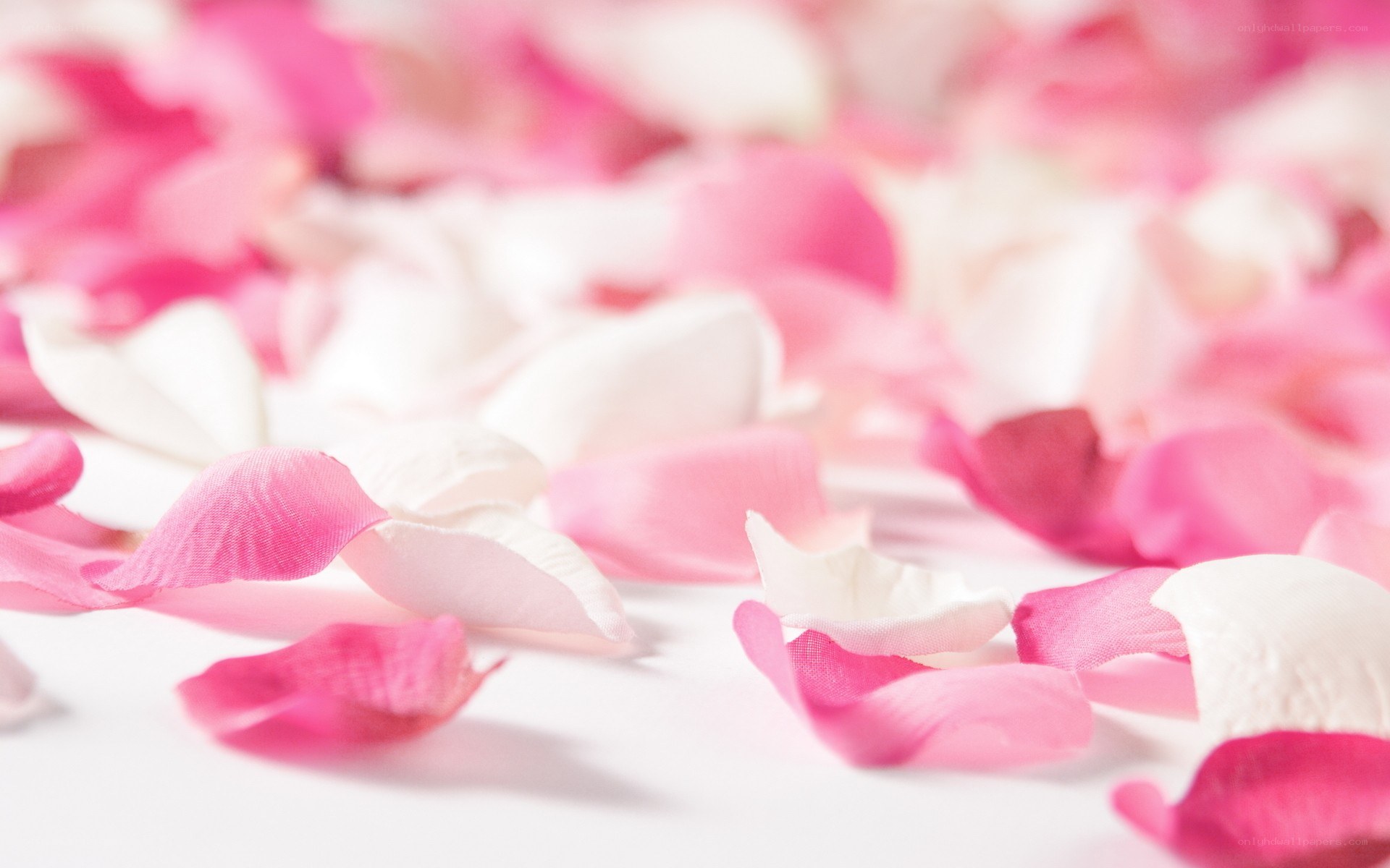 scattered rose petals