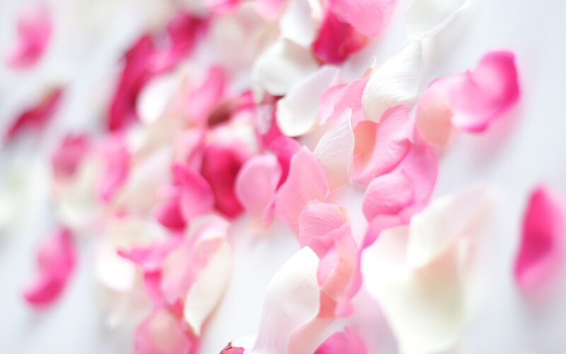 scattered rose petals