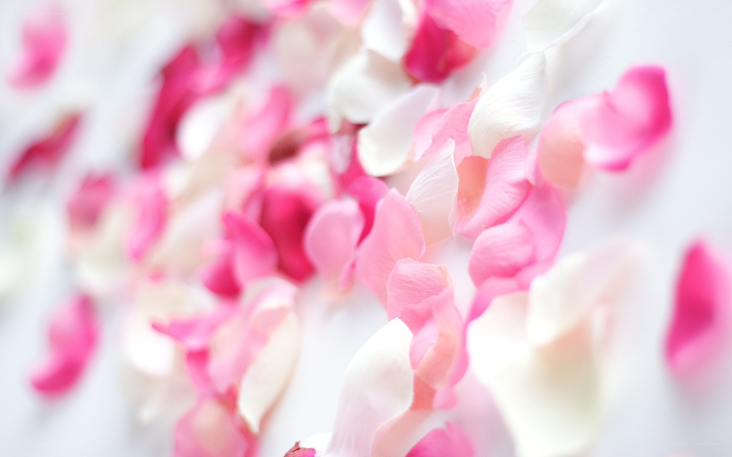 scattered rose petals