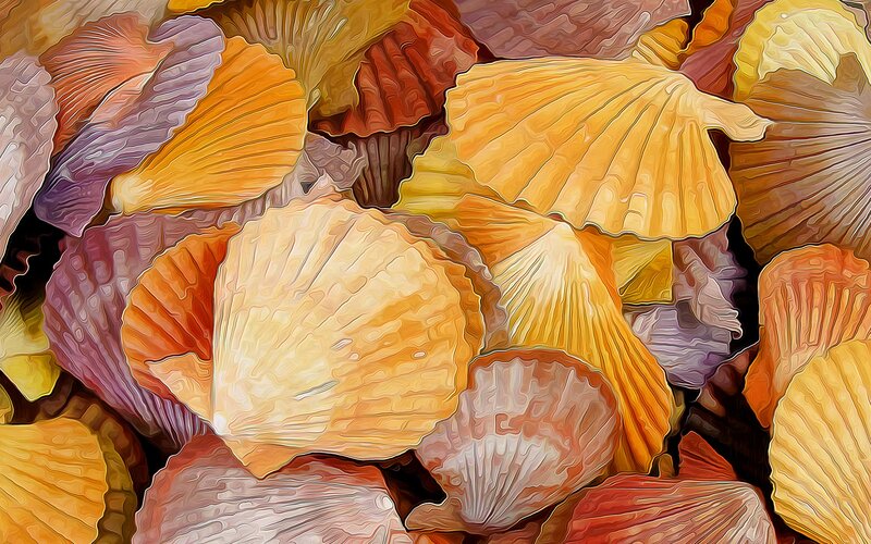 Scattered Seashells