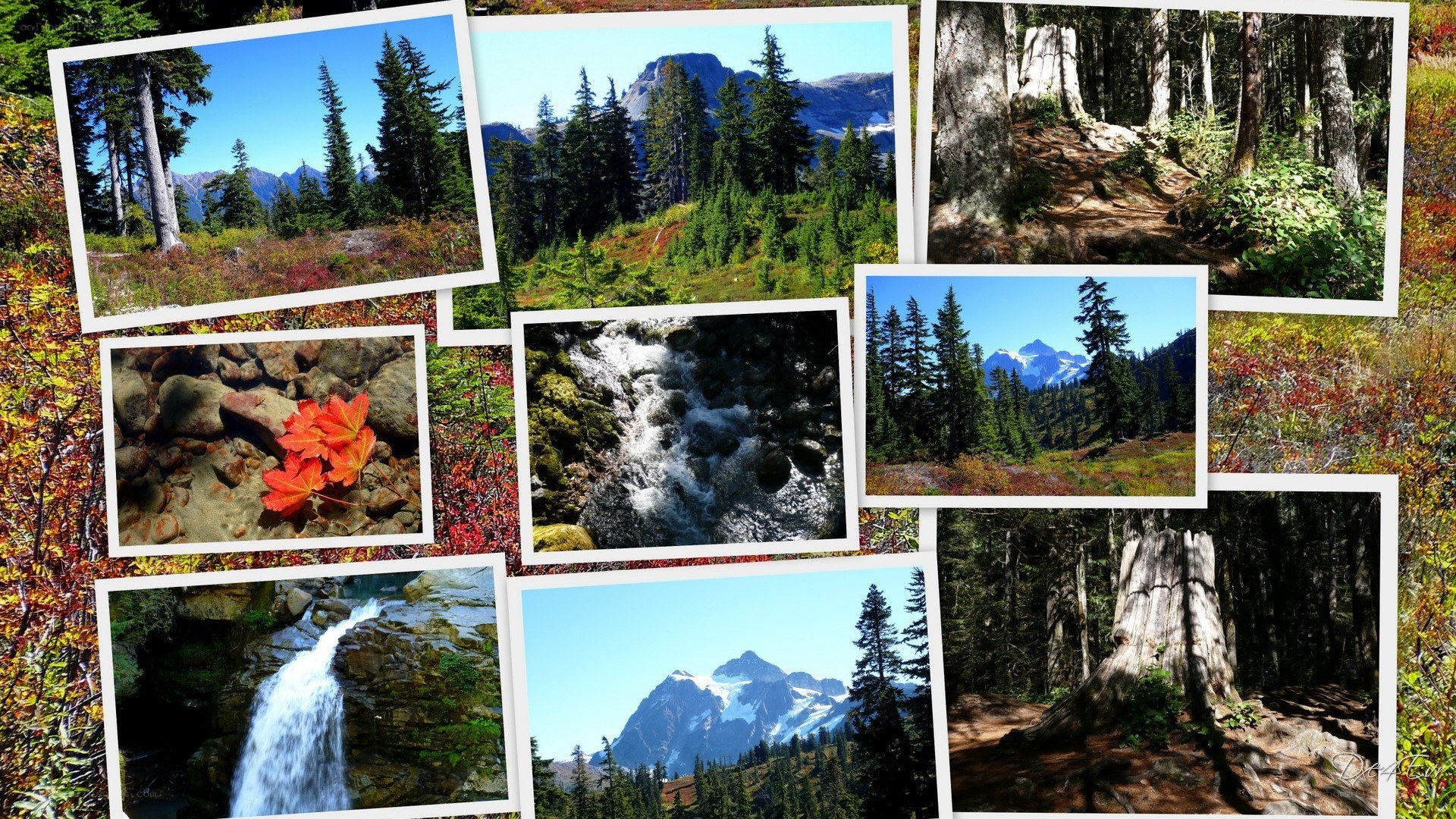 Scenic nature collage
