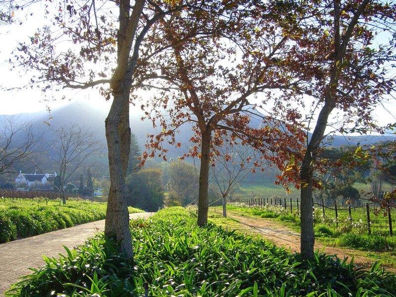 Scenic vineyard path with trees