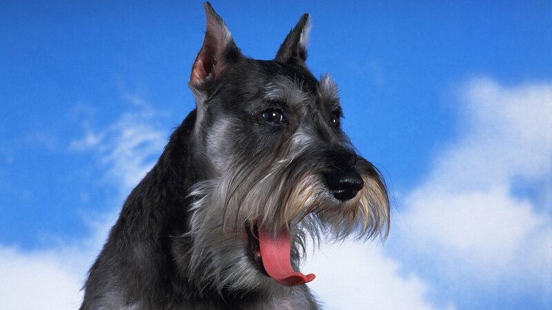 schnauzer dog against blue sky