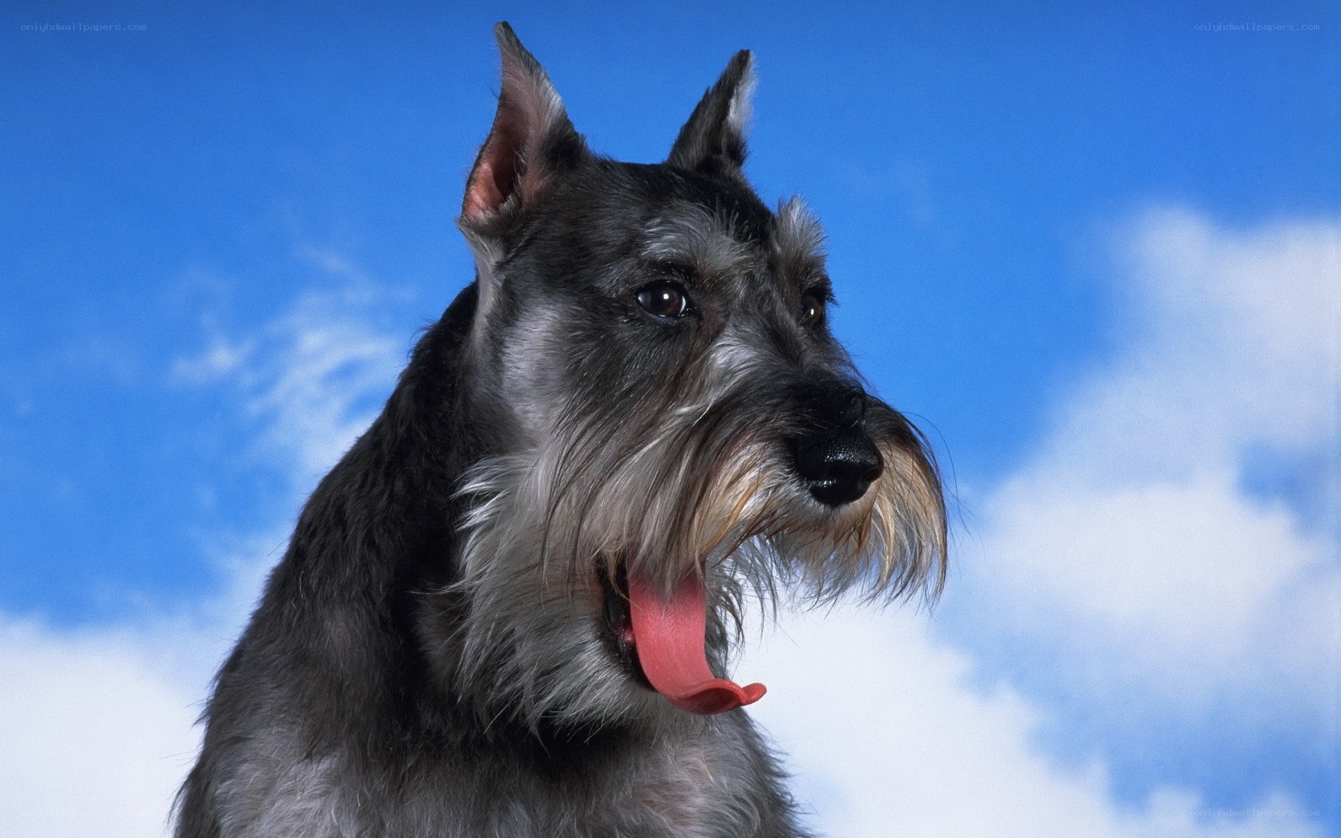 Schnauzer dog against blue sky
