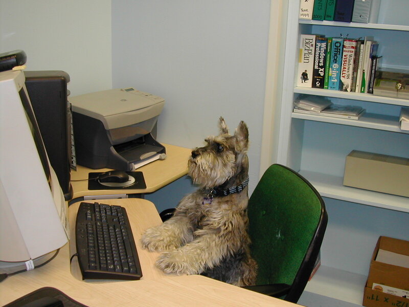 Schnauzer Dog at Desk