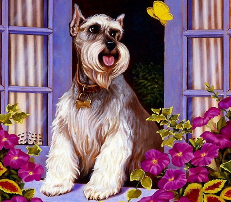Schnauzer Dog at Window