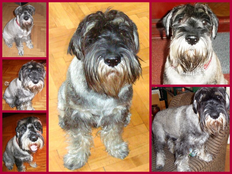 Schnauzer Dog Collage