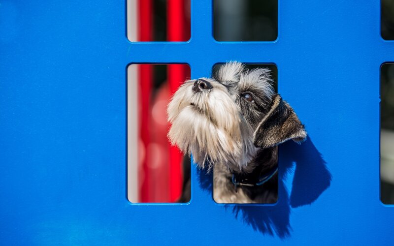 Schnauzer Dog in Blue