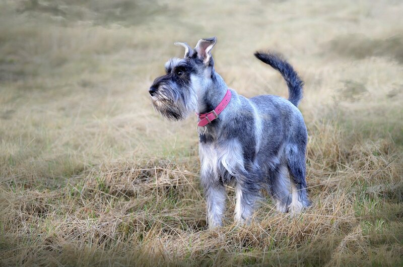 Schnauzer Dog in Field
