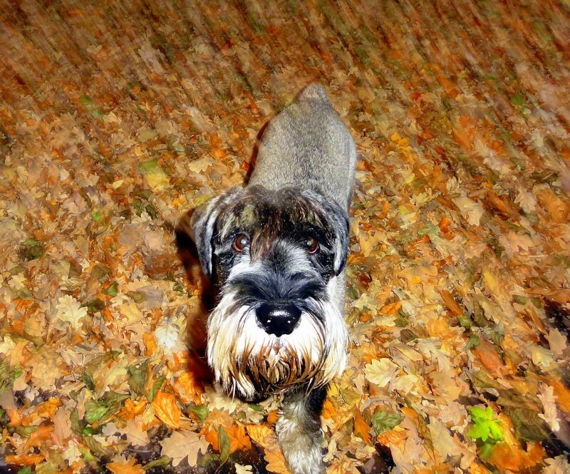 Schnauzer Dog in Leaves — Brown