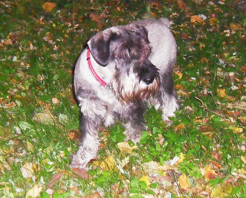 Schnauzer Dog in Leaves