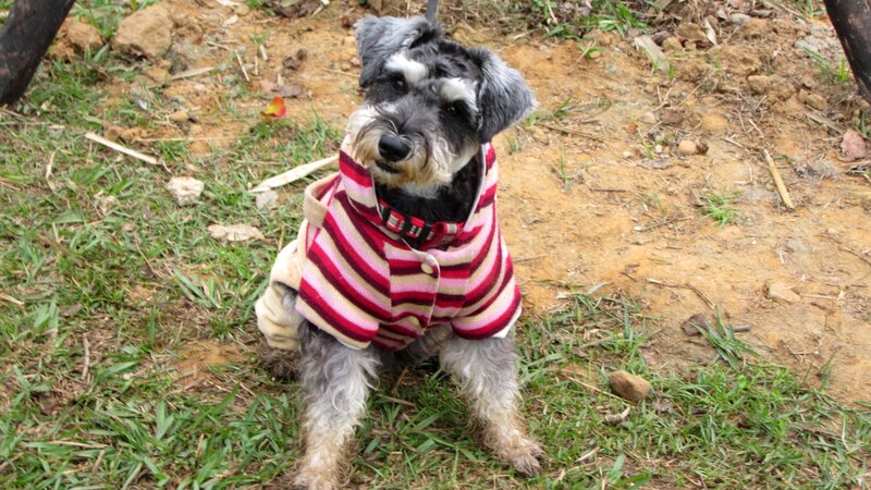 Schnauzer Dog in Sweater