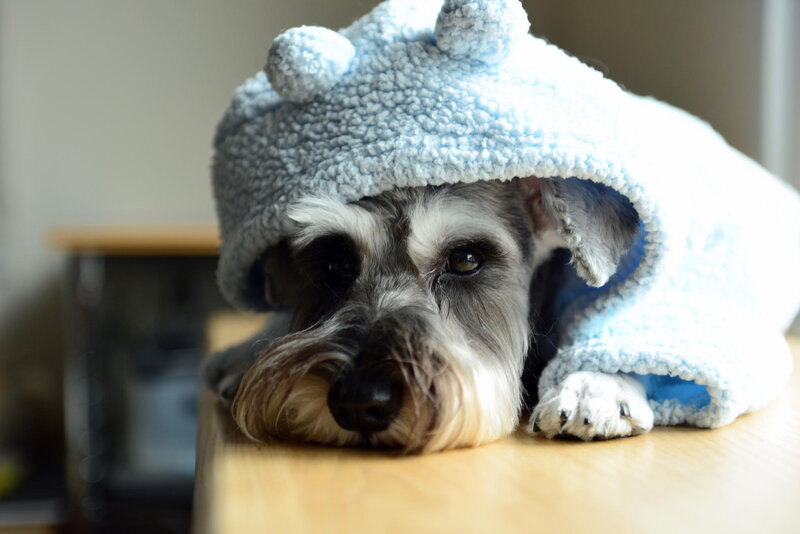 Schnauzer Dog in Towel