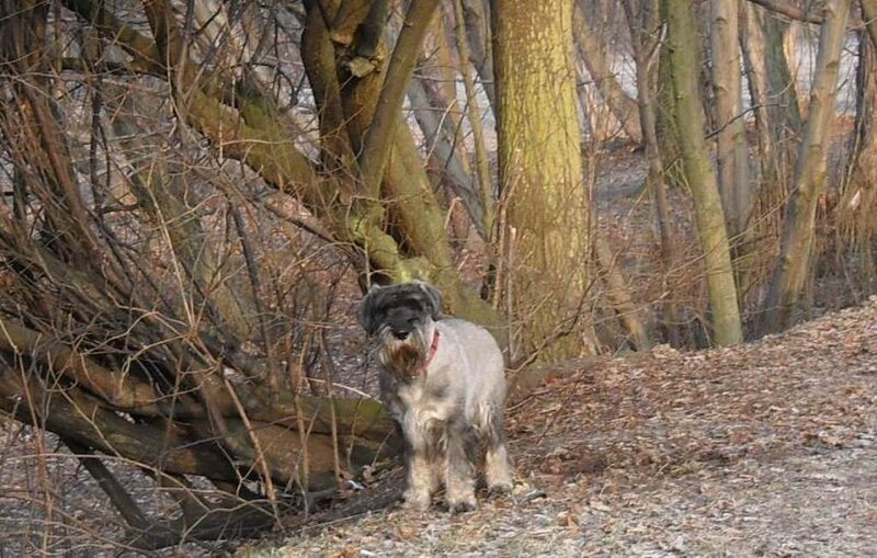 Schnauzer Dog in Woods