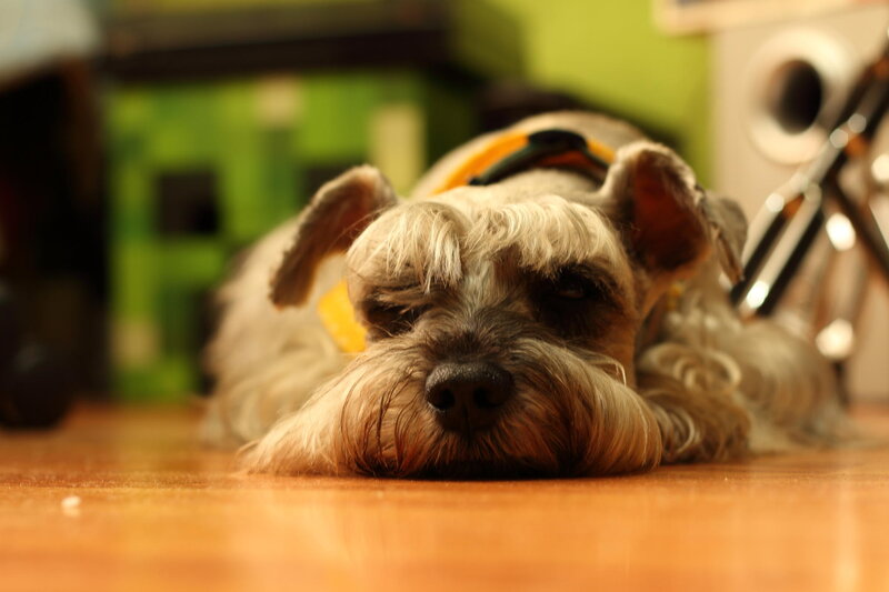 Schnauzer Dog Lying Down