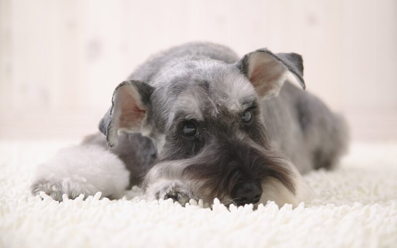 Schnauzer Dog Lying