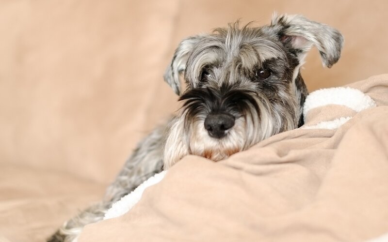 Schnauzer Dog on Blanket — Beige