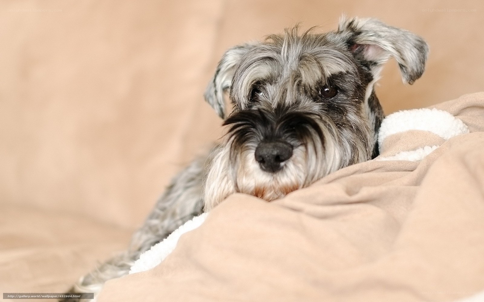 schnauzer dog on blanket