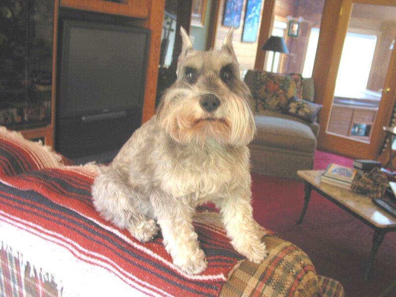 Schnauzer Dog on Couch