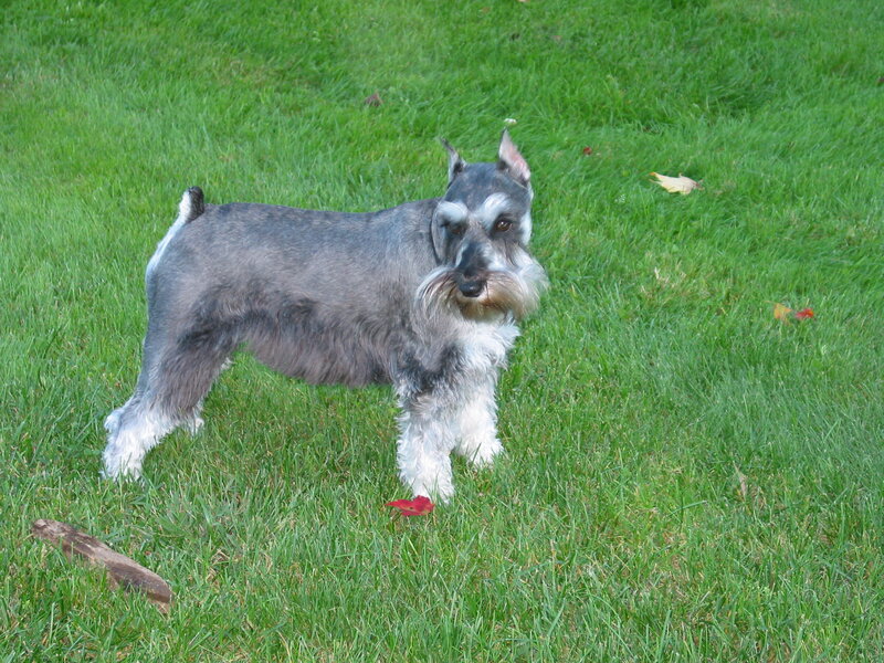 Schnauzer Dog on Grass