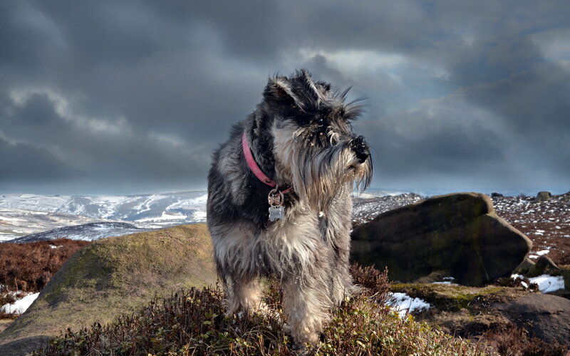 Schnauzer Dog on Hill