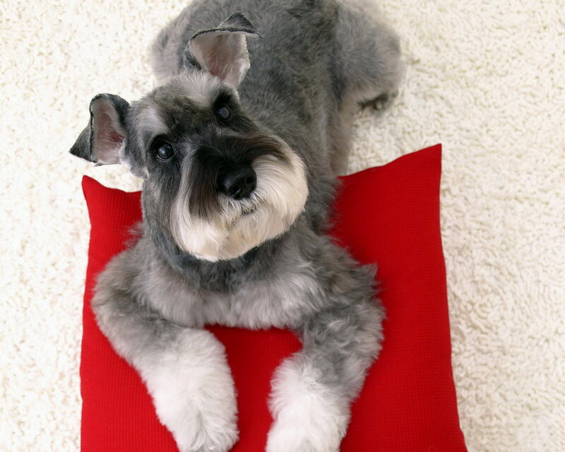 Schnauzer Dog on Pillow