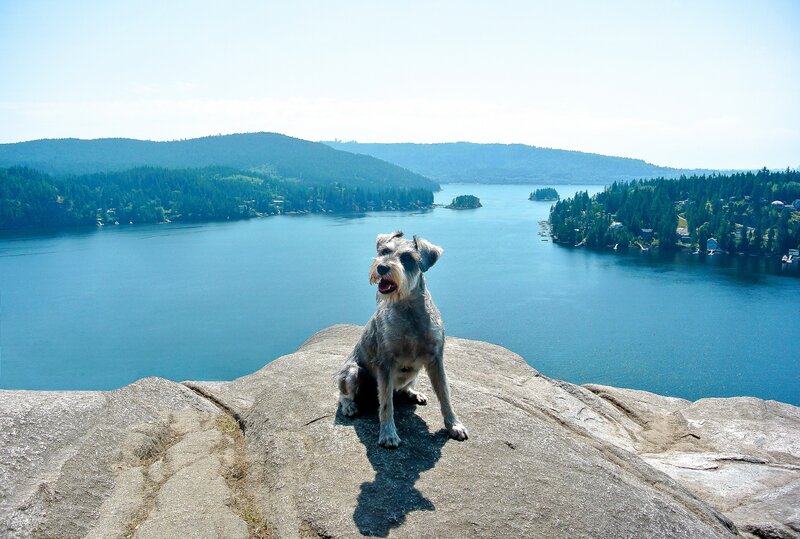 Schnauzer Dog on Rock