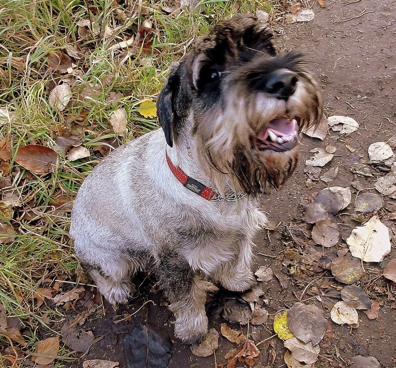 Schnauzer Dog Outdoors