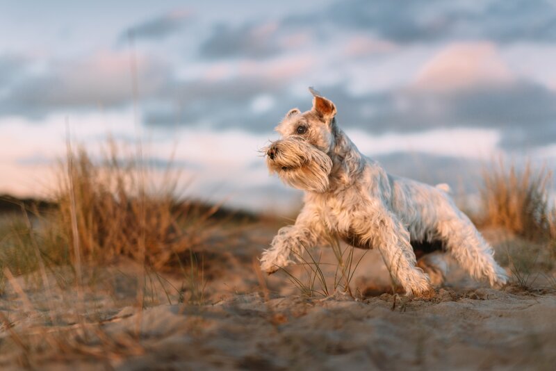 Schnauzer Dog Running — Beige