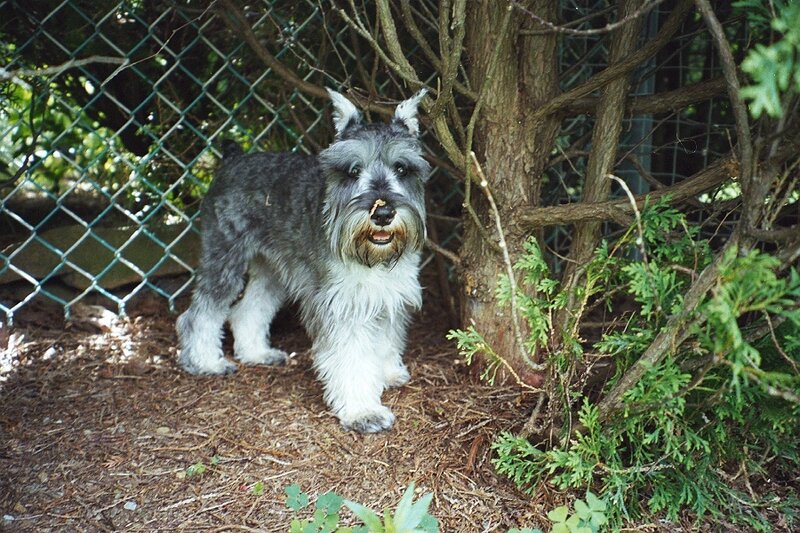 Schnauzer Dog Standing
