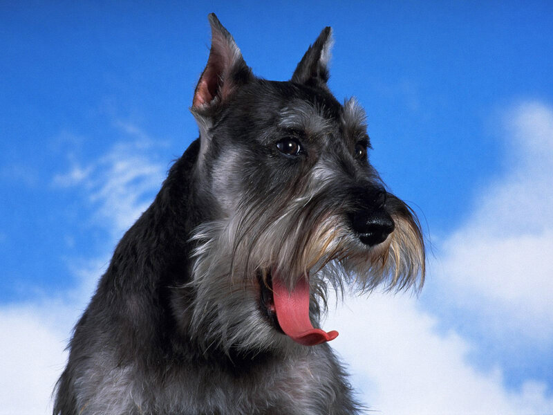 Schnauzer Dog