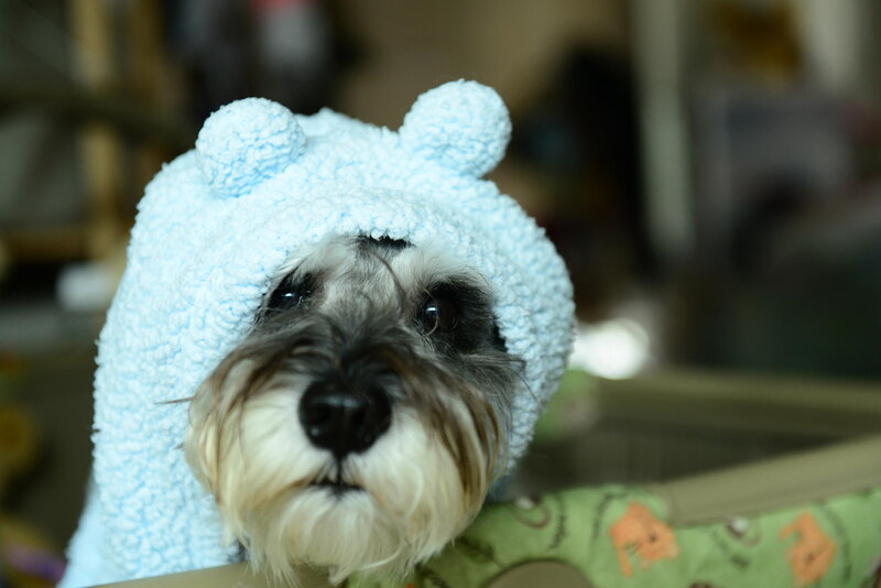 Schnauzer Dog Wearing Hat