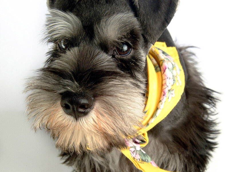 Schnauzer Dog with Bandana