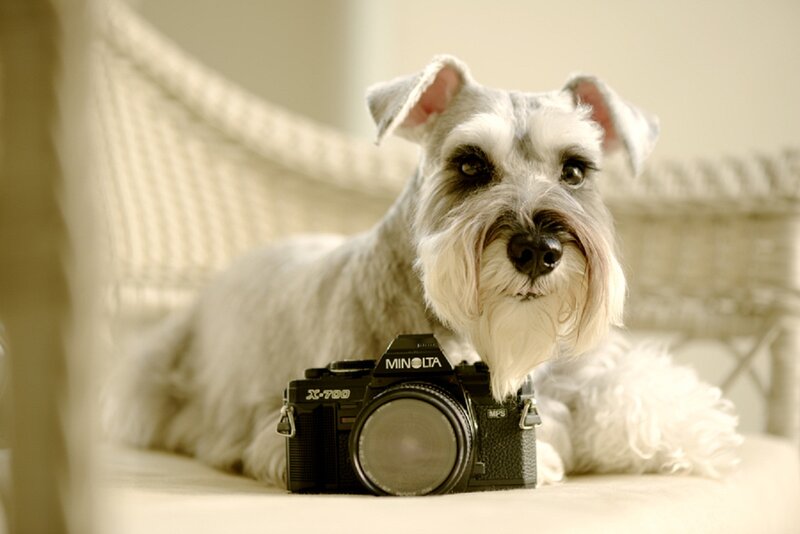 Schnauzer Dog with Camera