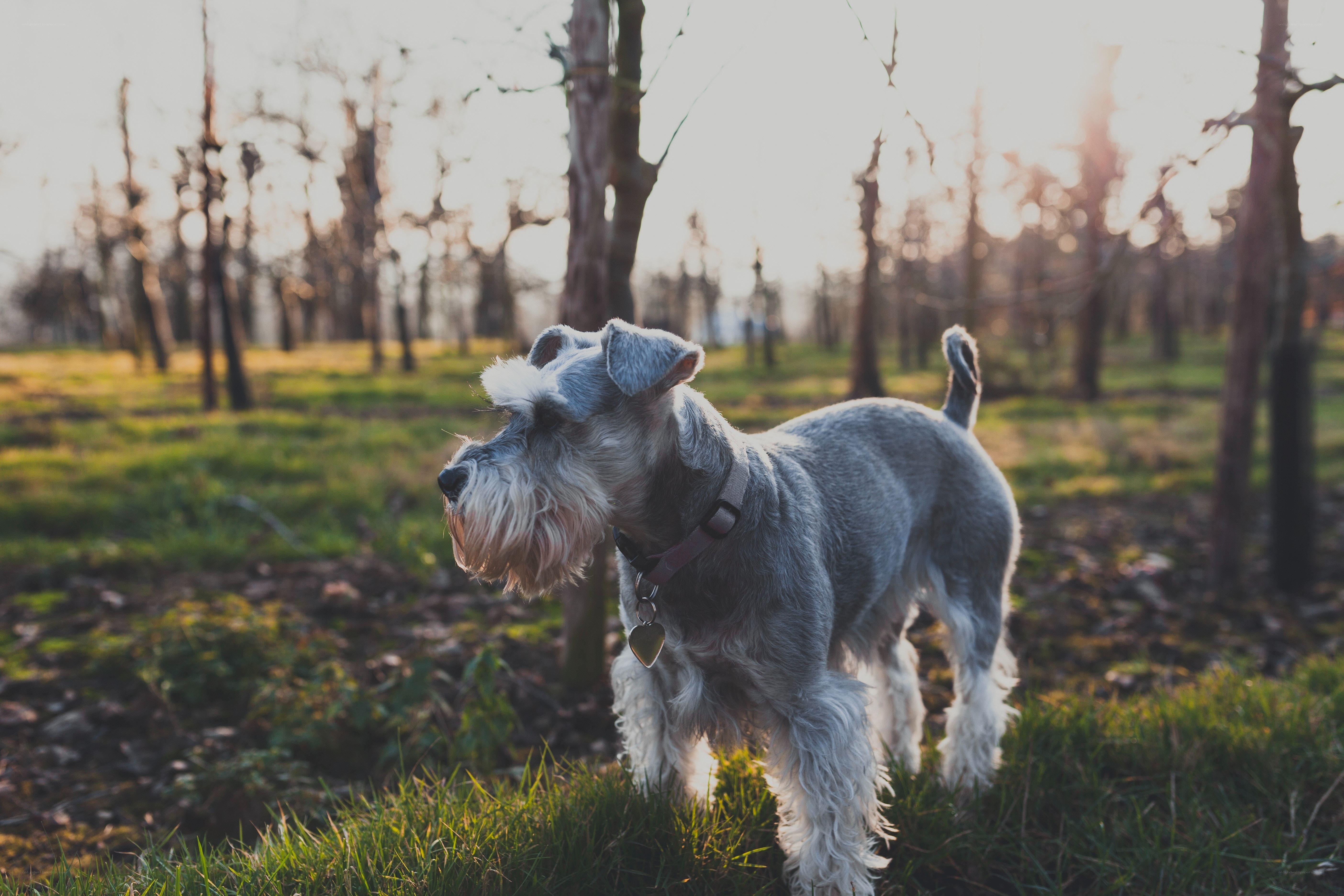 Schnauzer in a sunlit field