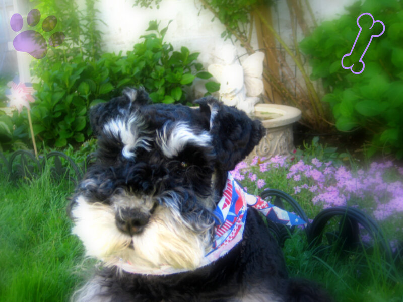 Schnauzer in garden with bandana