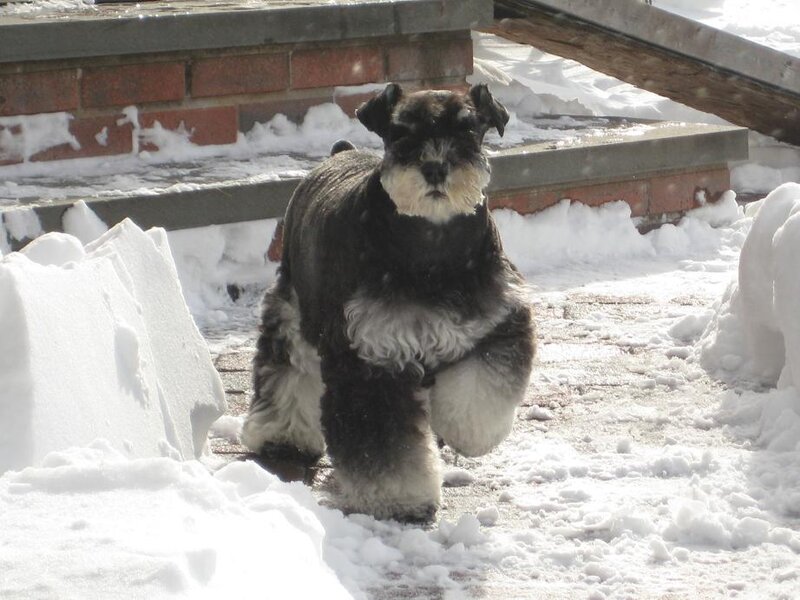 schnauzer in the snow