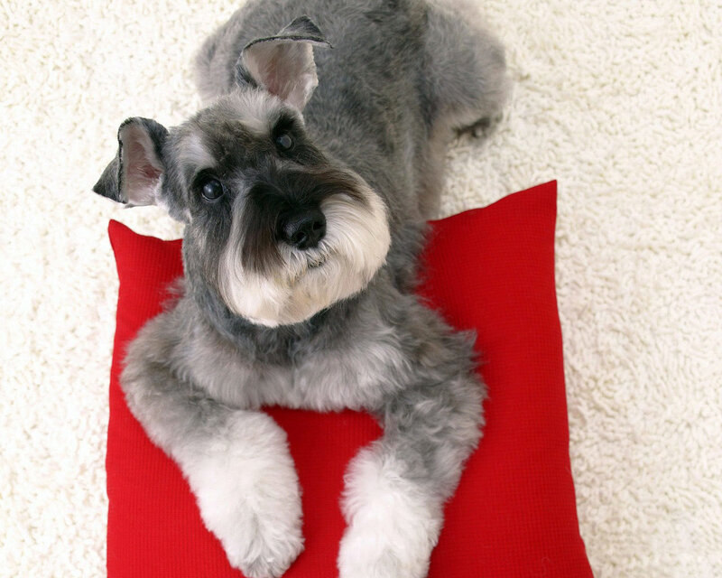 Schnauzer on a red pillow