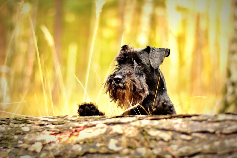 Schnauzer peeking from log