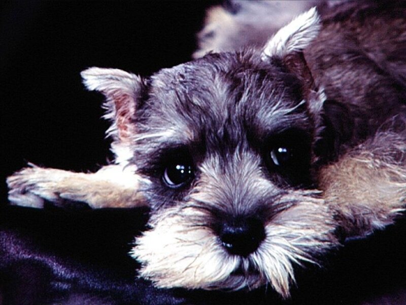 Schnauzer Puppy — Black
