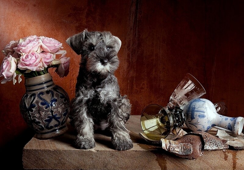 Schnauzer Puppy — Brown, Dramatic
