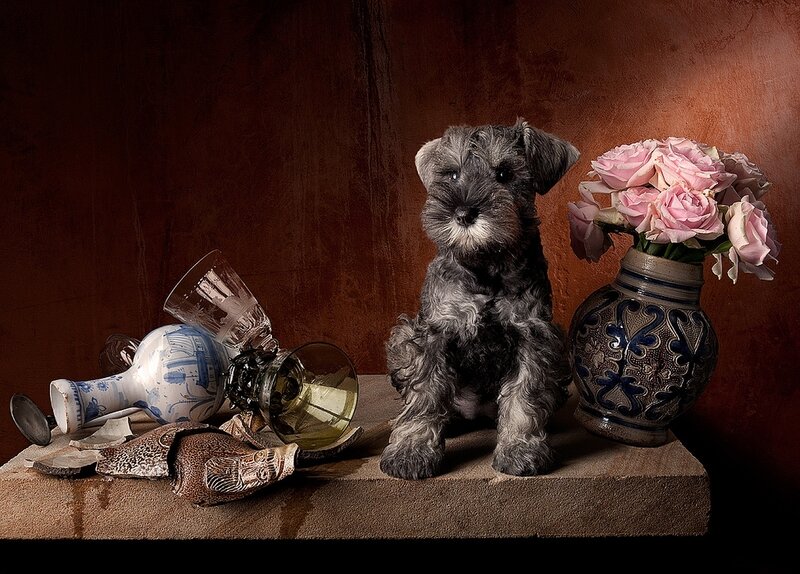 Schnauzer Puppy — Brown