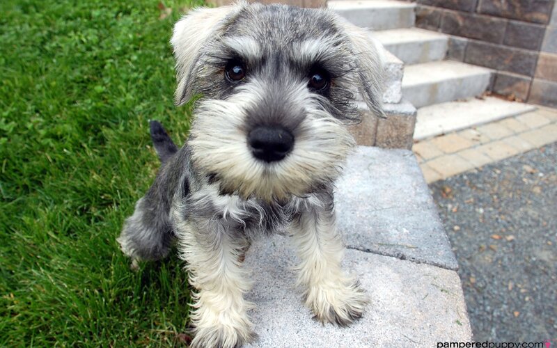 Schnauzer Puppy — Gray