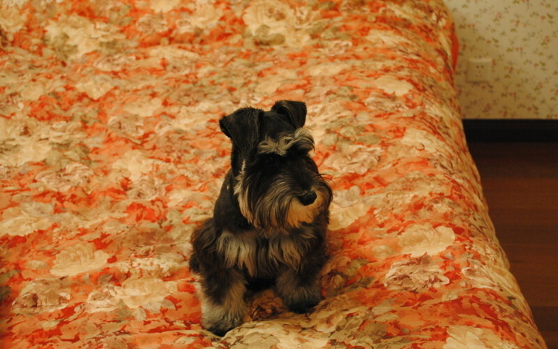 Schnauzer Puppy on Bed