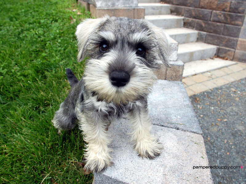schnauzer puppy on steps