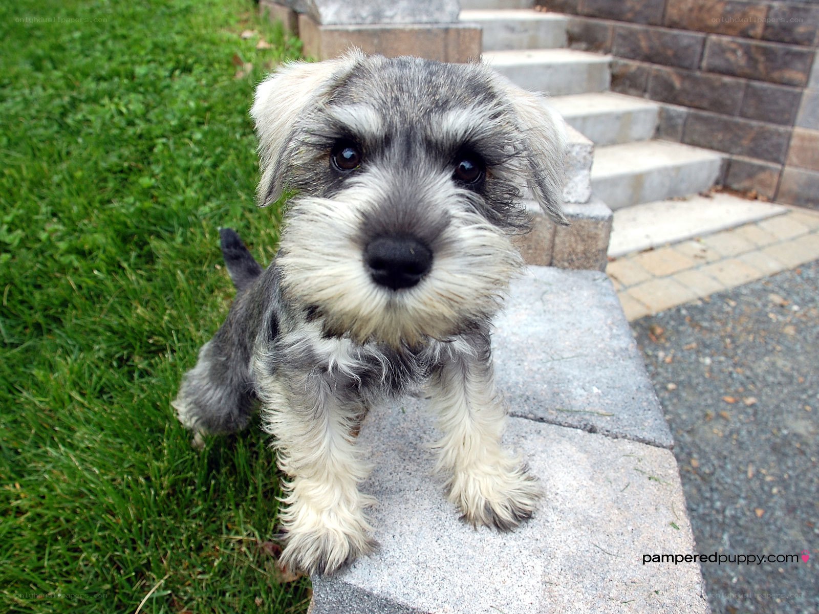 schnauzer puppy on steps