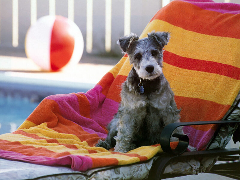 Schnauzer Puppy