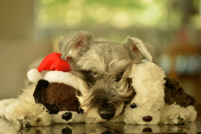 Schnauzer Puppy with Toys